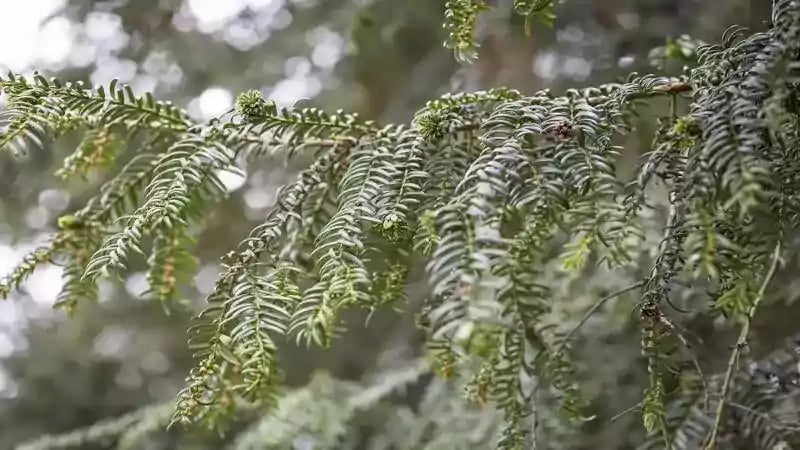Che cos'è un contenuto evergreen? consigli per crearli